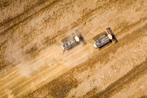 Preview: Aerial view of combine harvesters harvesting large yellow ripe wheat field