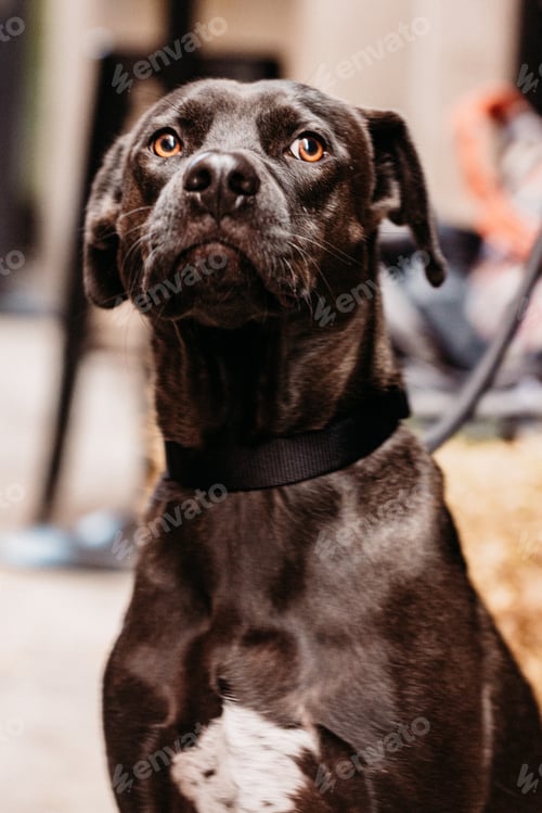 Preview: Cute black lab pit bull mix dog with a white patch, on a leash and making a funny face