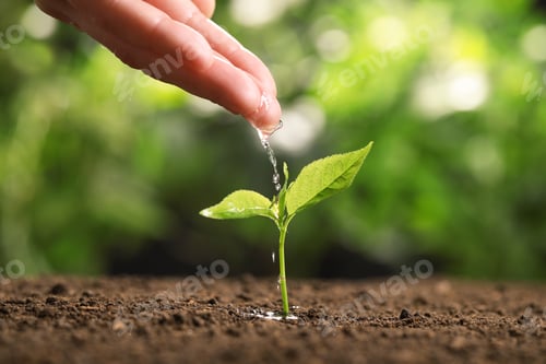 Preview: Woman pouring water on young seedling in soil against blurred background, closeup