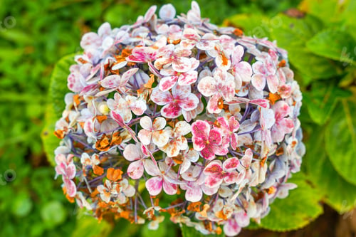 Preview: Hydrangea