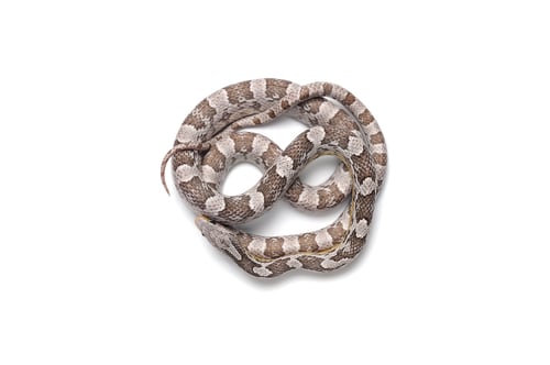 Preview: Corn snake isolated on white background