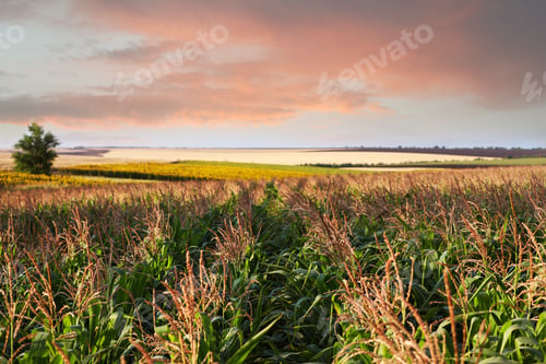 Preview: Beautiful view of corn field against blue sky