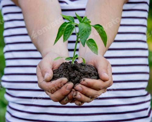 Preview: the farmer plants a plant, pepper seedlings.