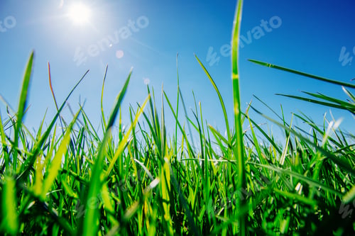 Preview: Close up of fresh thick grass
