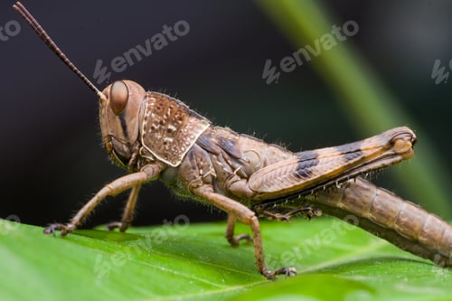 Preview: grasshopper - close up