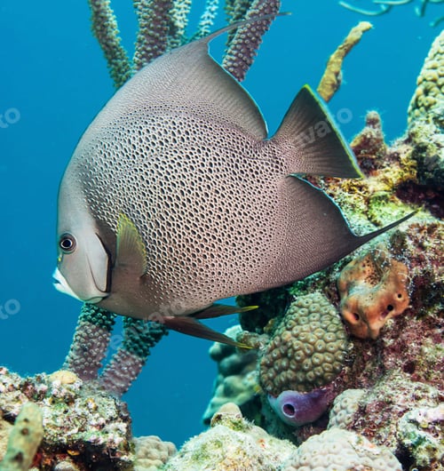 Preview: Amazing underwater world, Underwater world scene.