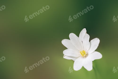 Preview: Write anemon the sun rays close-up against blurred background