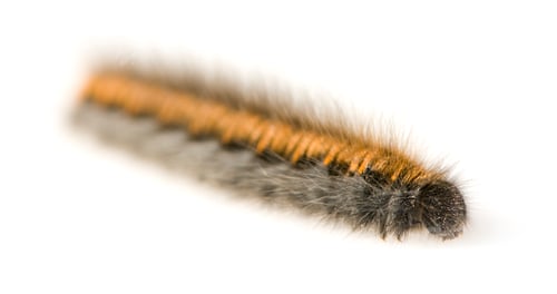 Preview: Caterpillar