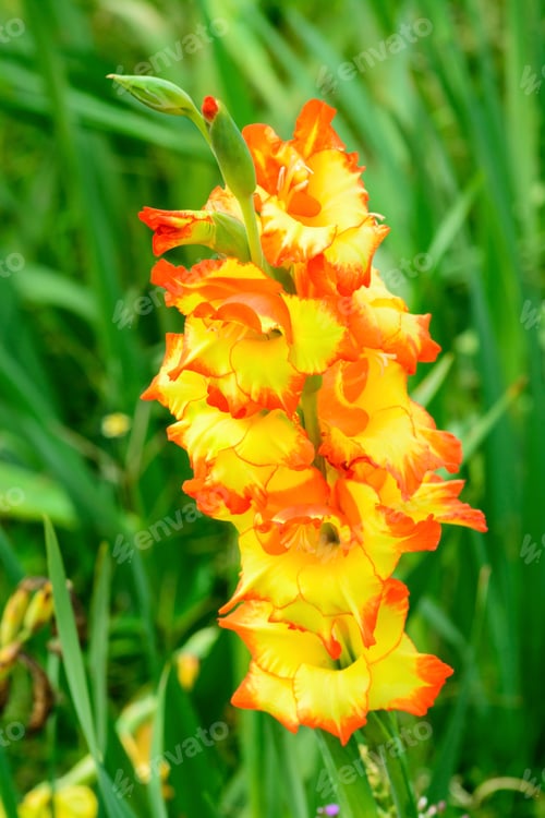 Preview: Gladiolus flower in the garden