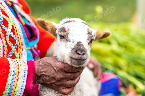 Preview: Little white goat holding in Peru