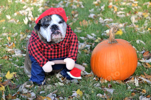 Preview: French bulldog dressed in a Halloween costume in the Fall