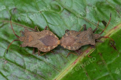Preview: Closeup on a copualtion of a male and female Dock bug, Coreus marginatus on a rumex leaf