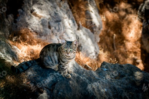 Preview: Curious tabby cat on a rock