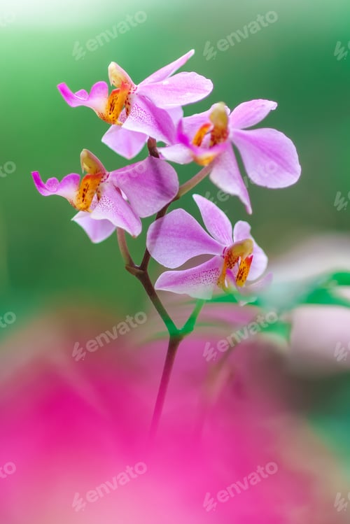 Preview: orchids flowers