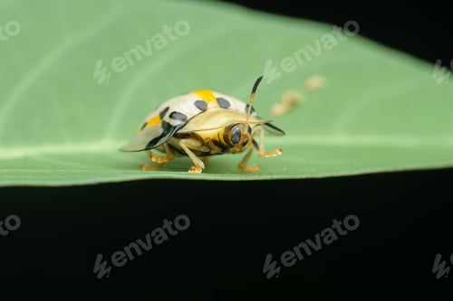 Preview: tortoise beetle / aspidimorpha miliaris