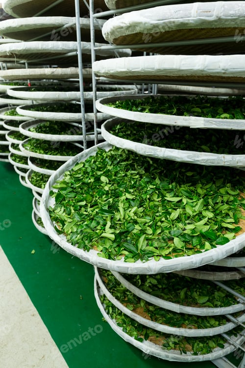 Preview: Tea factory in TaiTung, TaiWan