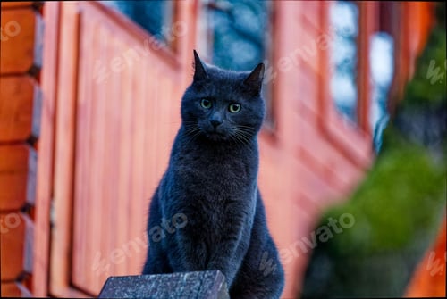 Preview: Black cat perched on a rocky outcrop with a vibrant red building in the background.