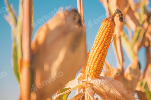 Preview: Ripe ear of corn in cultivated field, agriculture and farming