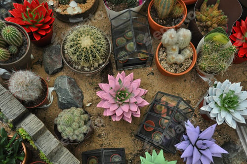 Preview: Different home flowers plant in pot. Succulents, cactus