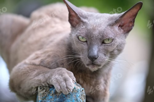 Preview: Big gray angry looking Sphinx breed stray cat resting on steet outdoors in summer