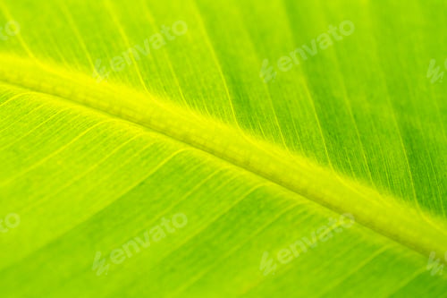 Preview: Closeup of a green leaf with light stem
