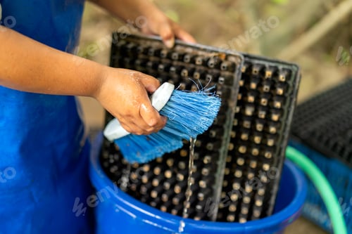 Preview: Person cleaning seedling trays for plant nursery propagation