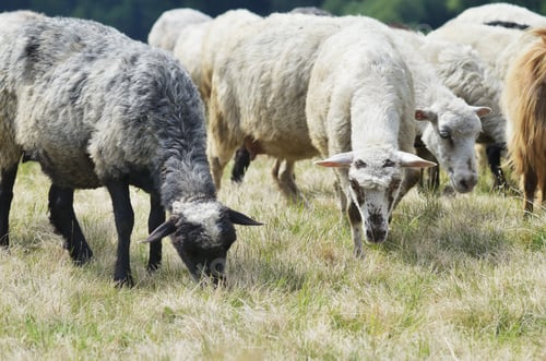 Preview: Herd of sheep in the pasture