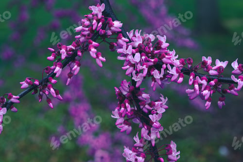 Preview: Selective-focus shot of redbud flowers on the twigs
