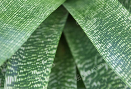 Preview: Calathea musaica network