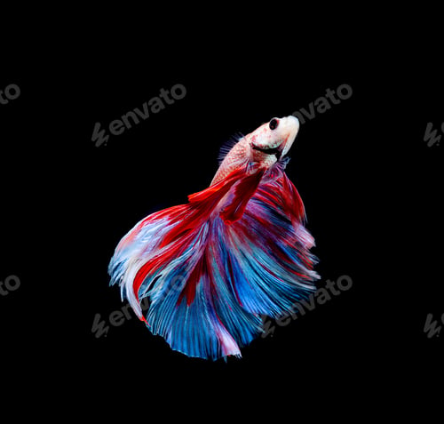 Preview: Betta fish, siamese fighting fish, betta splendens isolated on black background