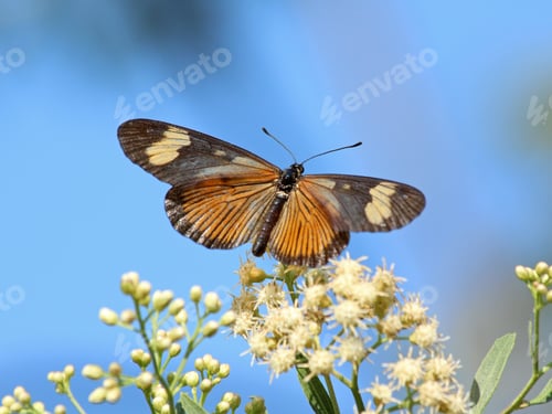Preview: Butterfly in Spring
