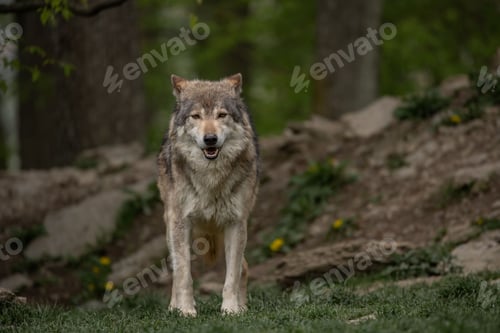 Preview: Grey wolf standing in a green meadow in the woods.