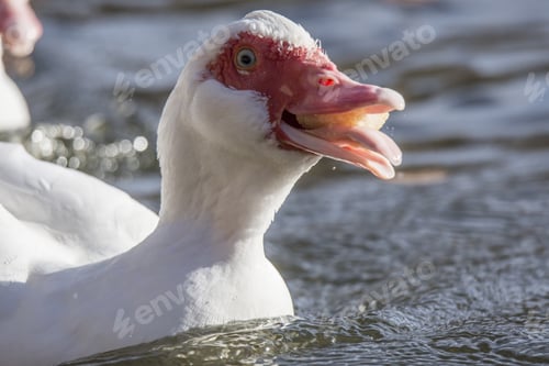 Preview: Closeup shot of a white duck in the pond