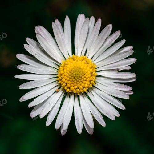Preview: Close-up of a white daisy flower with a yellow center.