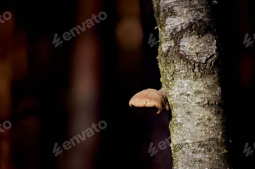 Preview: a mushroom is growing out of a small tree branch in the woods