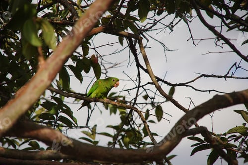 Preview: Parrot on the tree in nature - Maritaca