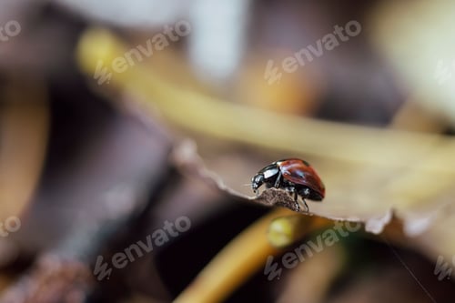 Preview: Macro closeup of a ladybug on a brown leaf.
