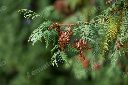 Preview: Evergreen branches with cones.