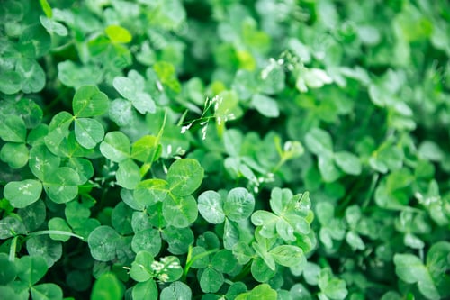 Preview: Closeup of green field clover leaves