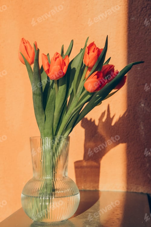 Preview: Orange Tulips in Glass Vase Still Life