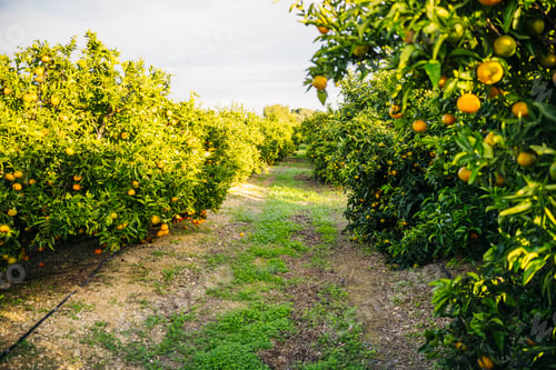Preview: Orange grove in Valencia, next to the Mediterranean.