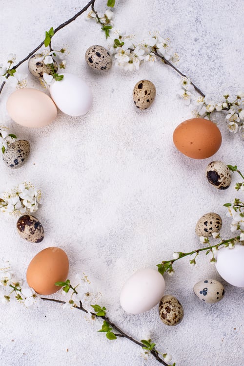 Preview: Chicken eggs gradient from light to dark