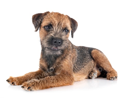 Preview: young border terrier