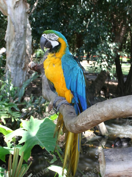 Preview: bird, parrot, Scarlet, Macaw