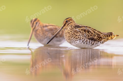Preview: Common snipe wader bird in habitat background