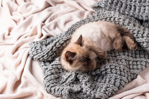 Preview: Little funny kitten on knitted plaid