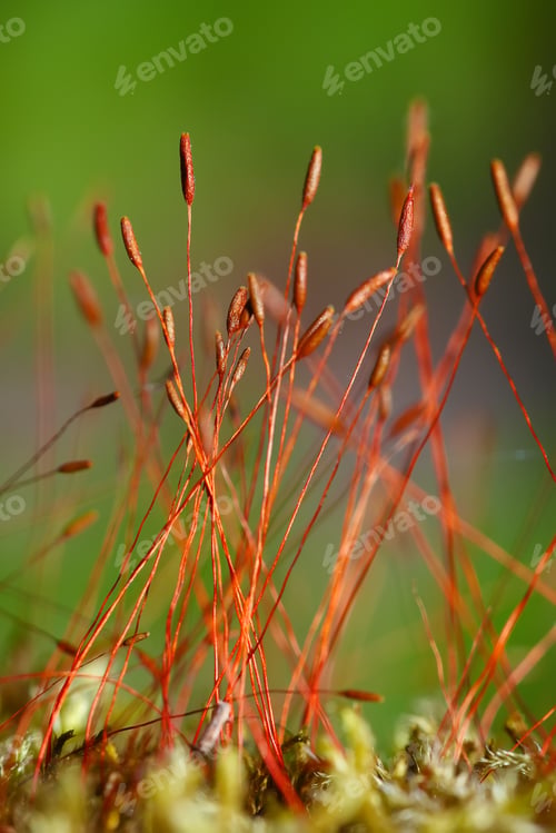 Preview: moss spores close up