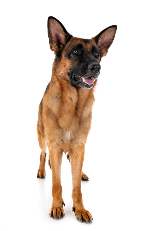 Preview: german shepherd in studio