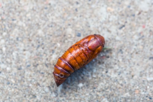 Preview: Pupa moth from the family owlet moths Noctuidae