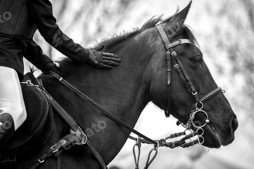 Preview: Horse Jumping, Equestrian Sports, Show Jumping themed photo.
